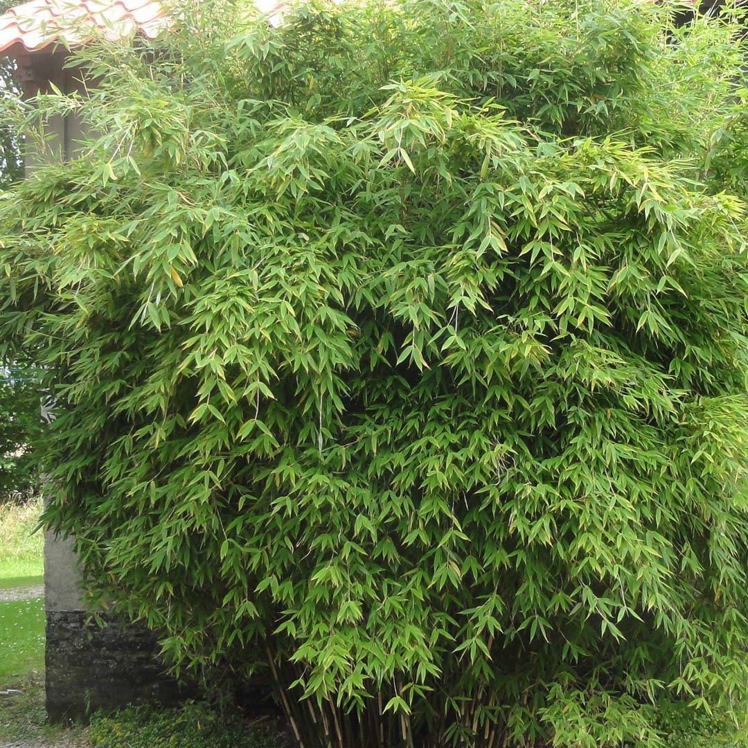Fargesia murielae Dino - Bambou non traçant Pot de 7,5L/10L