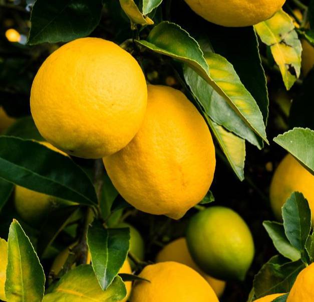 0 - Citrus limon var fino (beaucoup de pulpe et belle acidité) Pot de 10 litres - 140/160 cm - Image 2