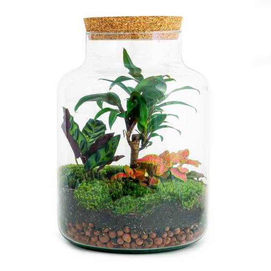 Kit Terrarium - D21 H30cm - Image 1