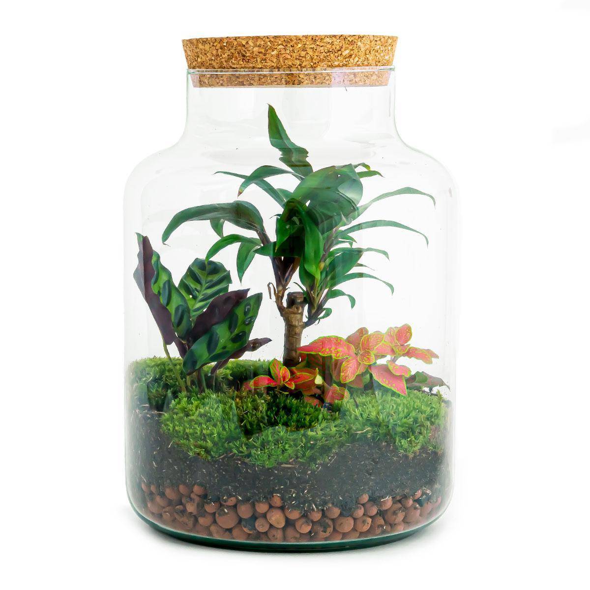 Kit Terrarium - D21 H30cm - Image 1