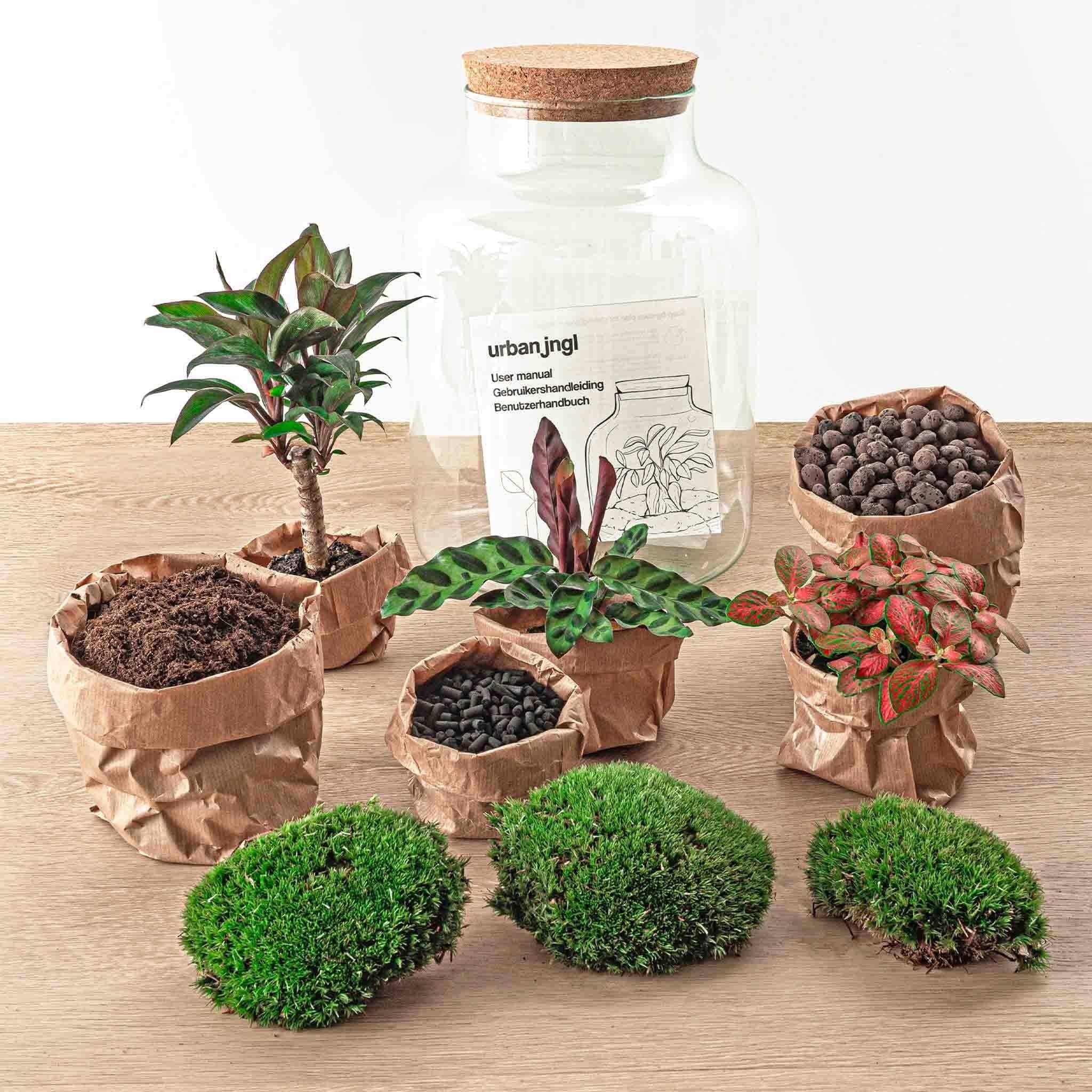 Kit Terrarium - D21 H30cm - Image 4