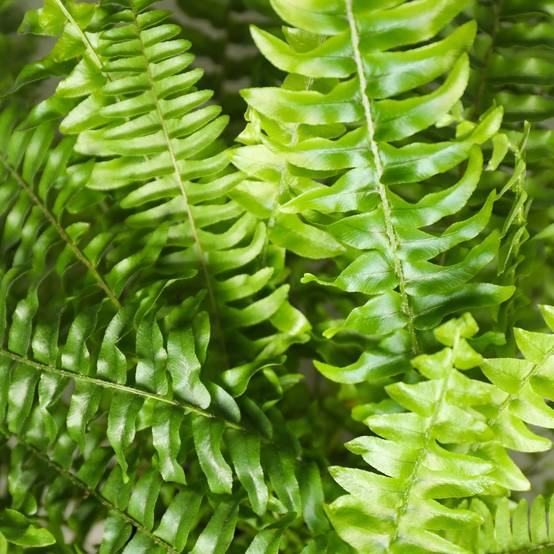 La Green Touch - Nephrolepsis Exaltata Vert Lady - H30cm - Image 5