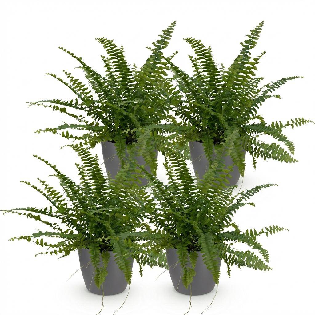 La Green Touch - Nephrolepsis Exaltata Vert Lady - H30cm - Image 4