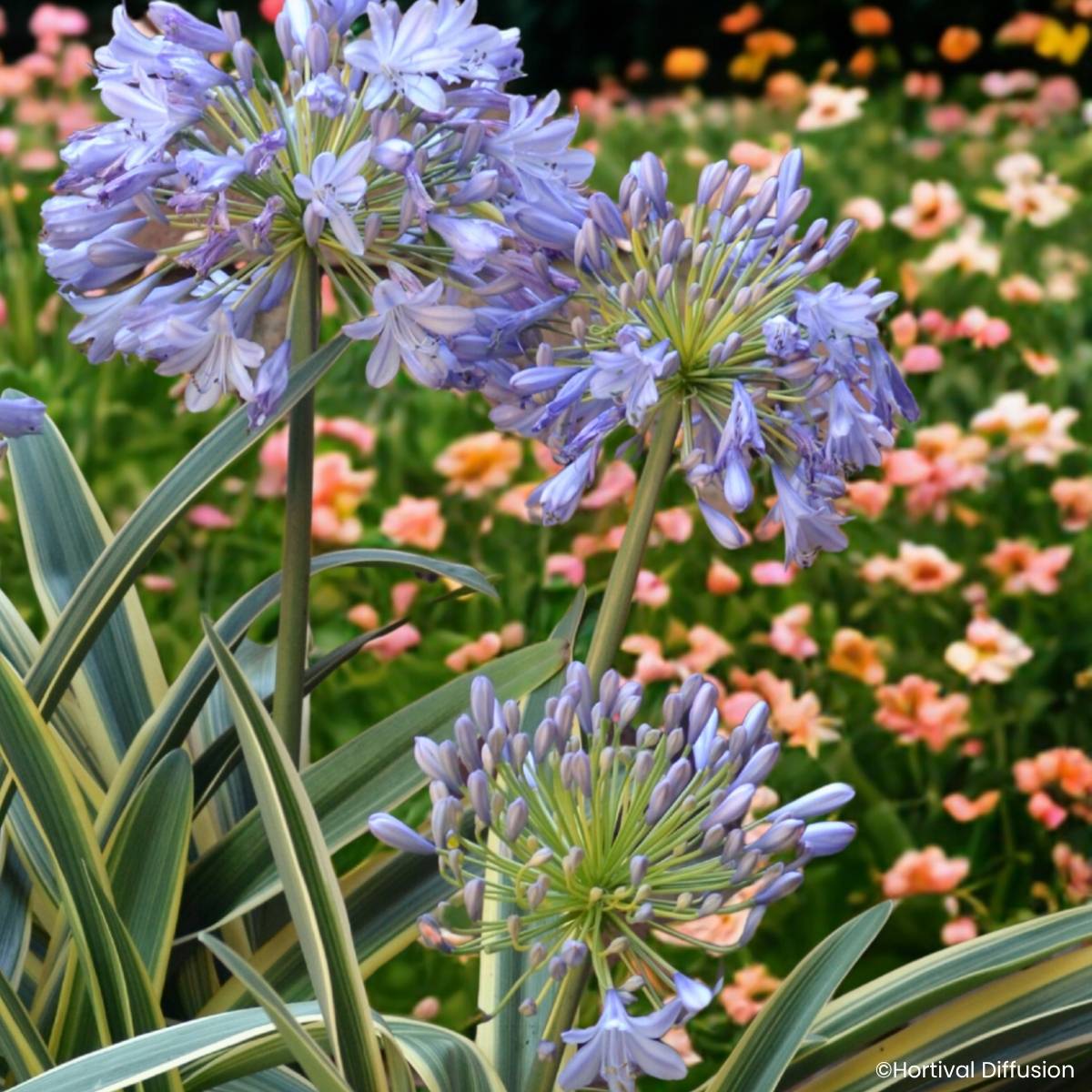 Promesse de Fleurs - Agapanthe praecox Zambezi Pot de 2L/3L