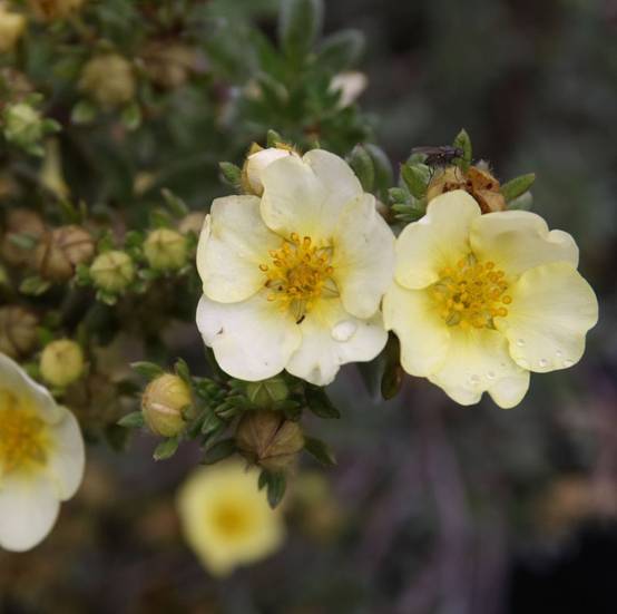 Potentilla fruticosa Primrose Beauty - Potentille arbustive Pot de 2L/3L - Image 1