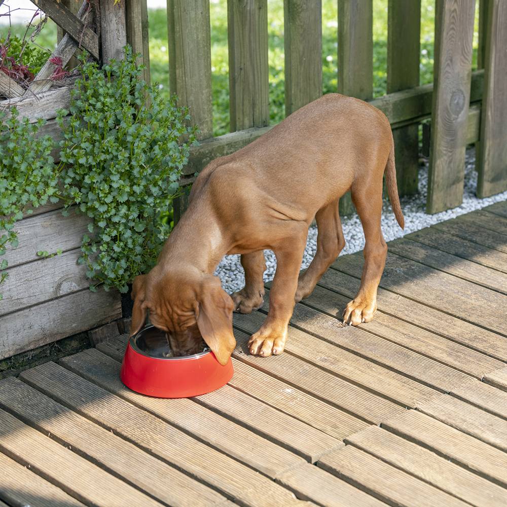 Ferplast - Ferplast Gamelle pour chien Gamelle pour chat Jolie - Gamelles pour chien en acier inoxydable pour l'eau et la nourriture avec support en plastique, - Imagen 2