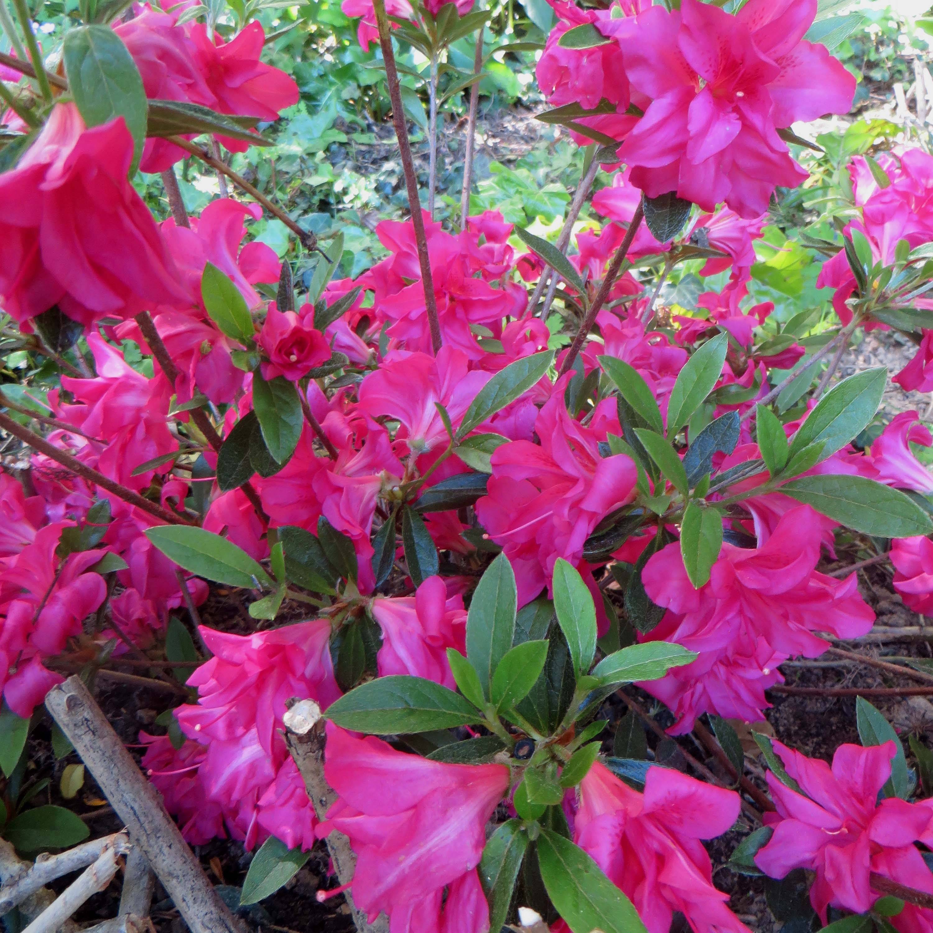 Promesse de Fleurs - Azalée japonaise Rosa King Pot de 4L/5L - Image 1
