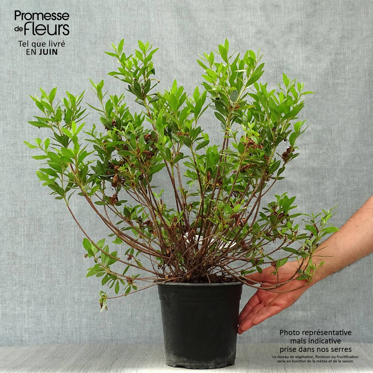 Promesse de Fleurs - Azalée japonaise Rosa King Pot de 4L/5L - Image 2