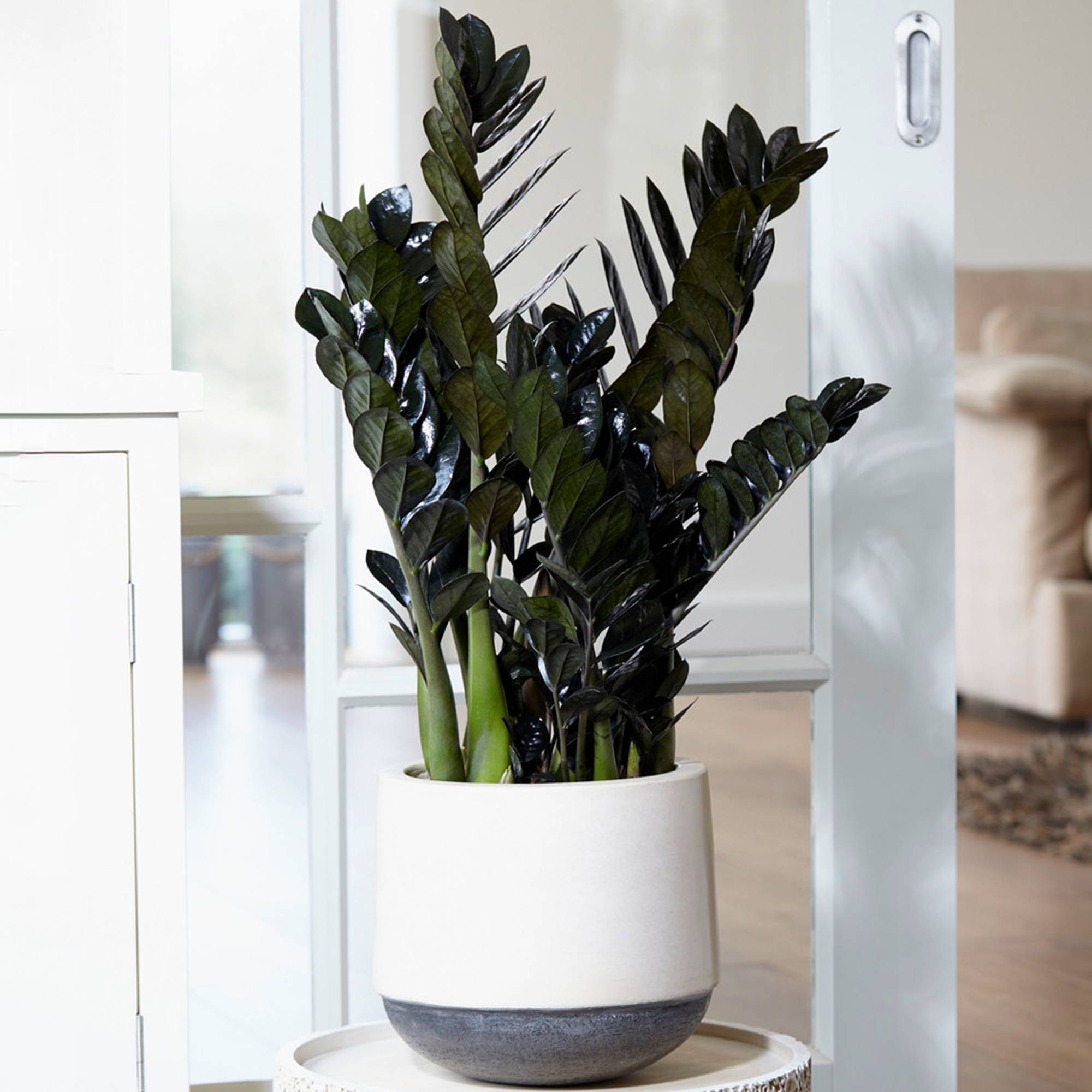 Gardenersdream - 1 X Zamioculcas Noir "Raven" | Plante De Qualité Supérieure Pour La Maison Ou Le Bureau (De 30 À 40 Cm En Pot) - GardenersDream