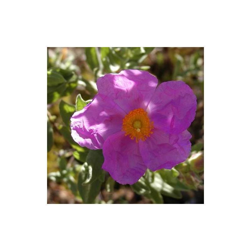 Ciste cotonneux, Cistus à fleurs Rose/ - feuillage Persistant - Godet - 5/20 cm - Imagen 1