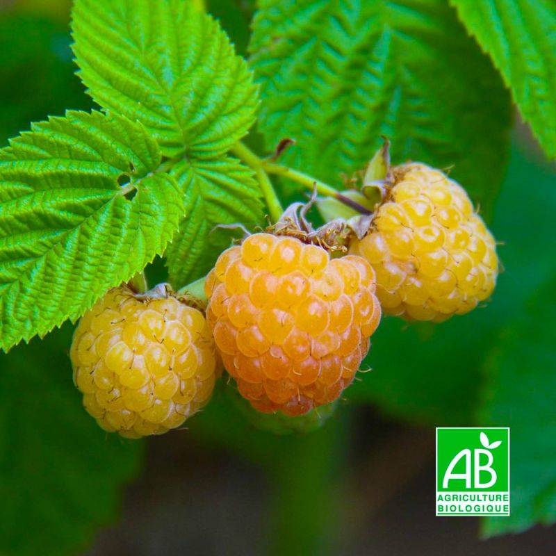 Framboisier 'Sucrée de Metz' BIO (Rubus idaeus 'Sucrée de Metz') - Godet 9cm - Pépinières Naudet - Image 1