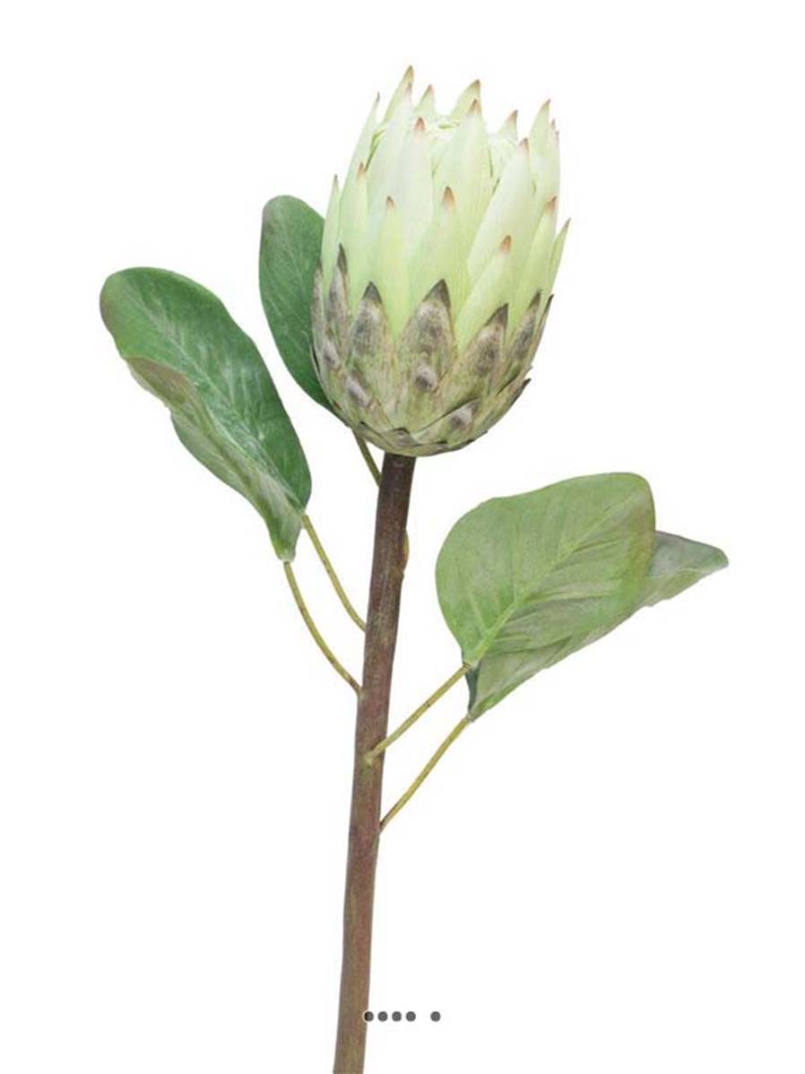 Artificielles - Protea, fleur des lacs, artificielle en tige, H 67 cm Crème - BEST - couleur: Crème - Imagen 2