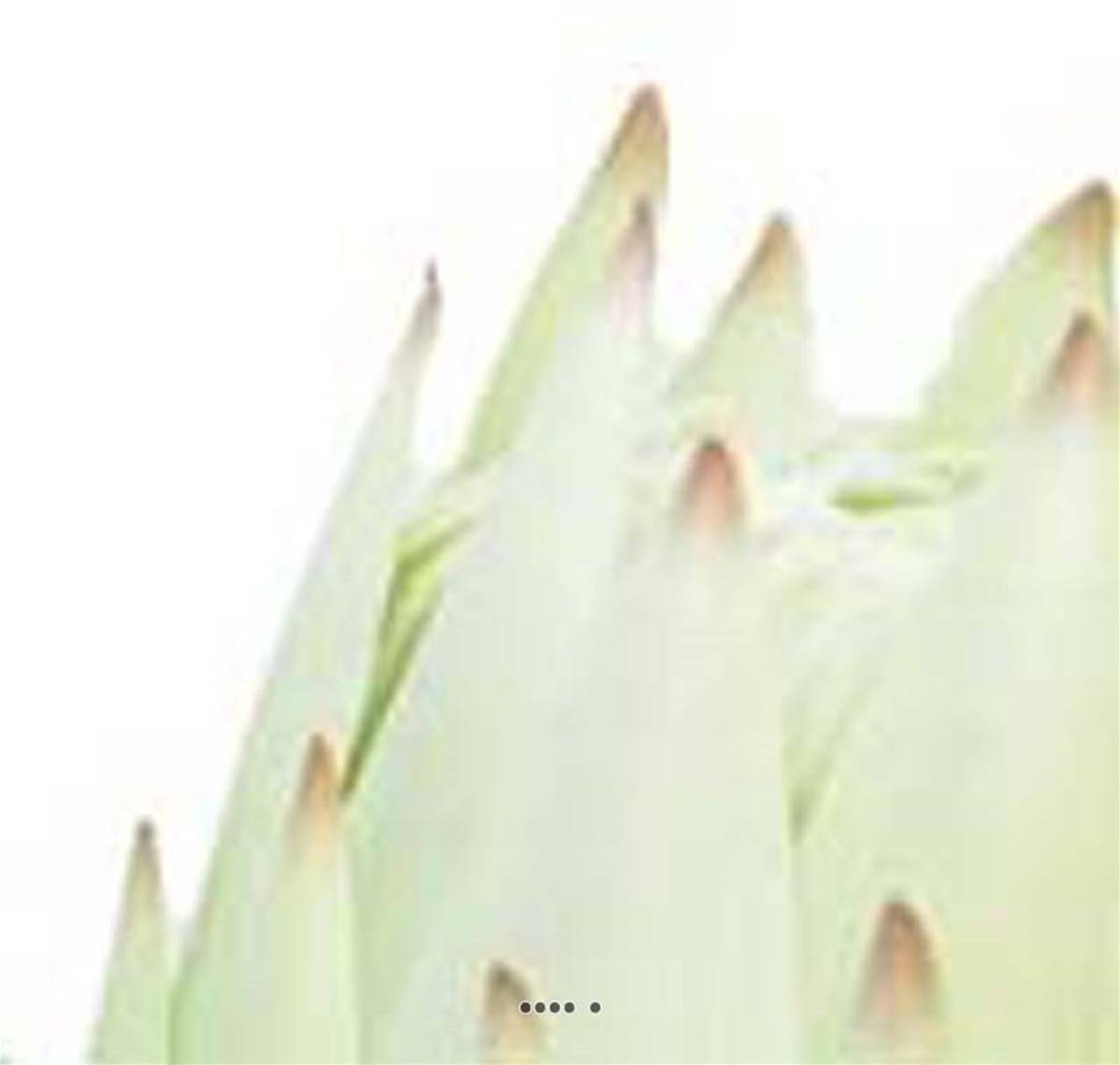 Artificielles - Protea, fleur des lacs, artificielle en tige, H 67 cm Crème - BEST - couleur: Crème - Imagen 4
