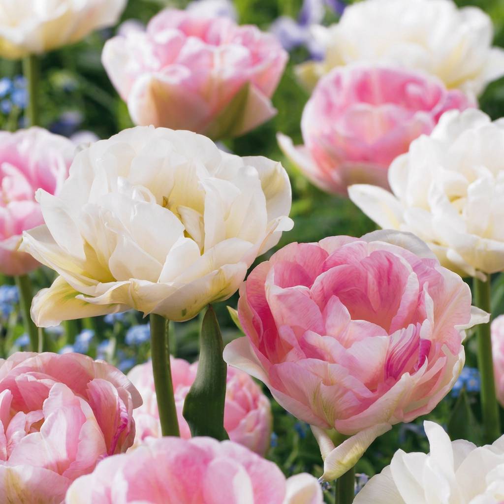 La Green Touch - Tulipe double Double Sensation en mélange - 24 bulbes - Image 1