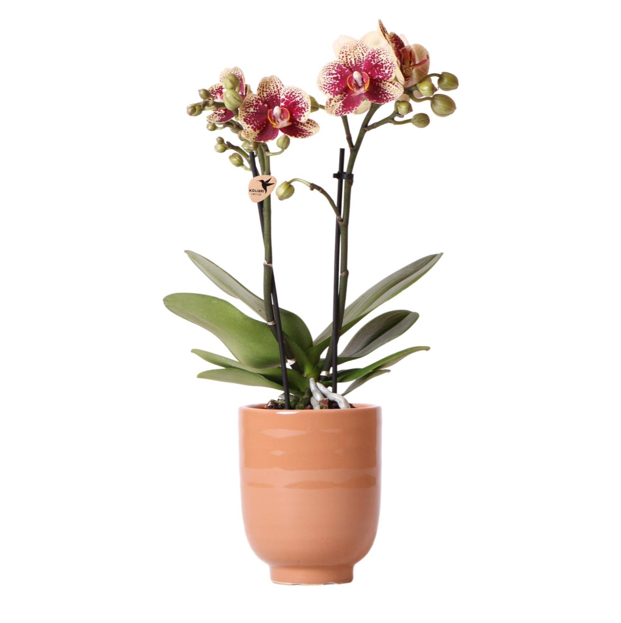 La Green Touch - Orchidée Bordeaux et son pot- La Green Touch Cognac - Hauteur 35cm - Imagen 1