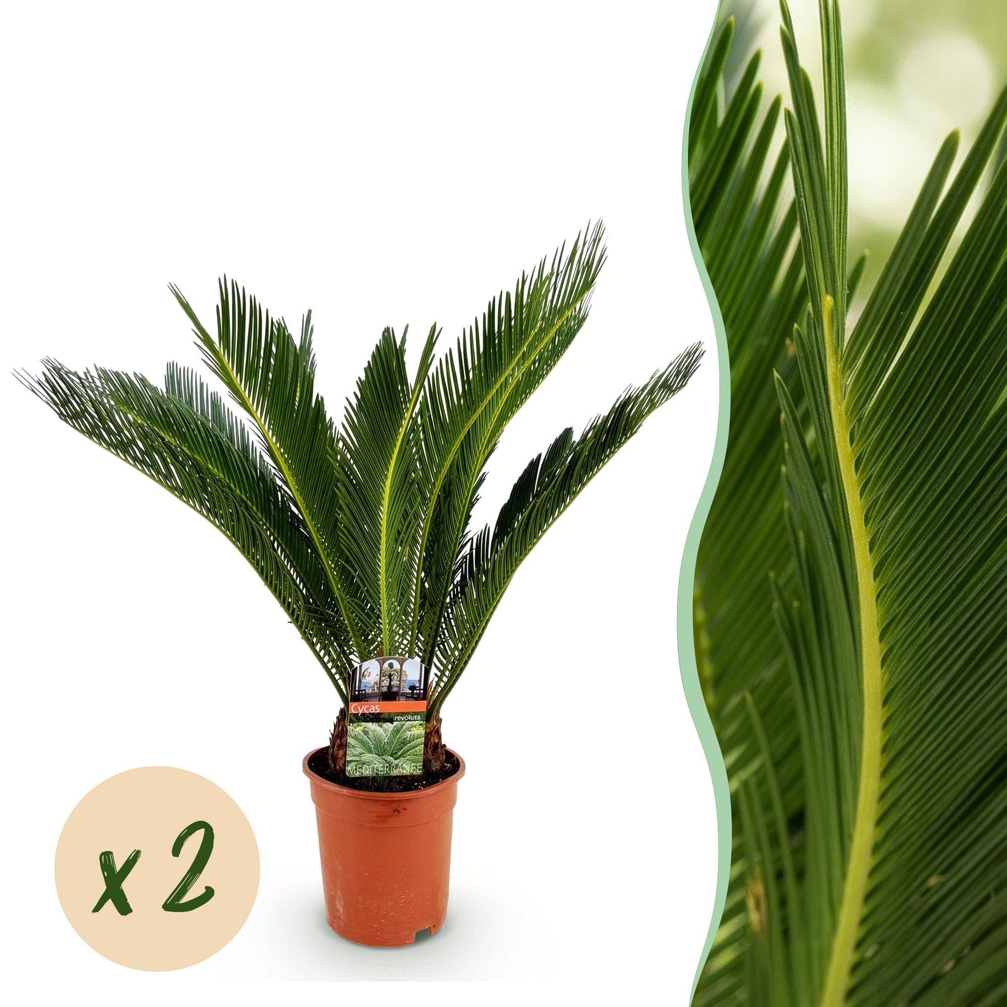 Cycas revoluta - Palmier - Pot de 17cm - Hauteur 55-65cm - 2 plantes - Plantes d'intérieur