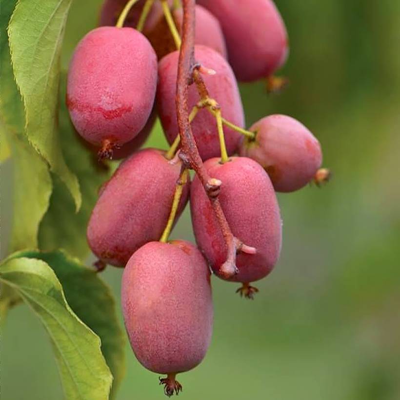 Kiwi arguta femelle Pink Jumbo - Actinidia arguta Pot de 1,5L/2L