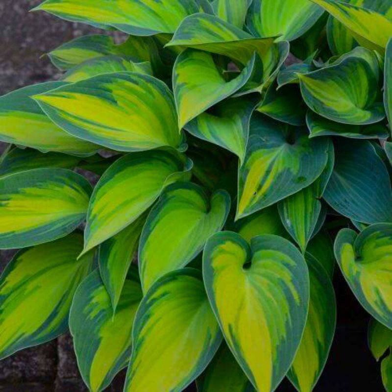 3 Hostas 'Catherine' - Lot de 3 vivaces - Pépinières Naudet - Imagen 1