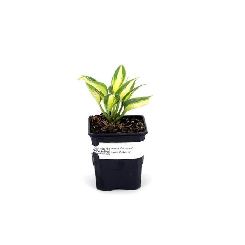 3 Hostas 'Catherine' - Lot de 3 vivaces - Pépinières Naudet - Imagen 2