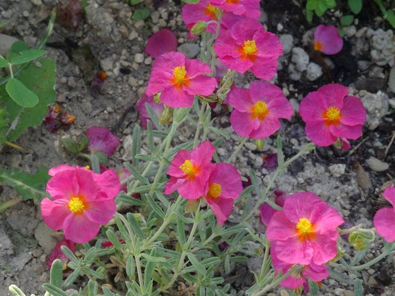 Helianthemum Ben Hope - Hélianthème rose carminé. Godet de 8/9 cm