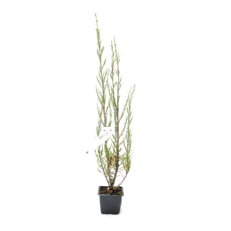 Genévrier de Virginie 'Blue Arrow' (Juniperus scopulorum 'Blue Arrow') - Godet 9cm - Pépinières Naudet - Imagen 2