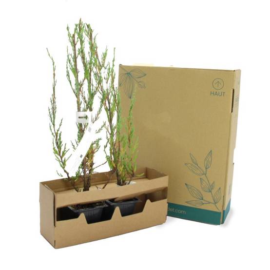 Genévrier de Virginie 'Blue Arrow' (Juniperus scopulorum 'Blue Arrow') - Godet 9cm - Pépinières Naudet - Imagen 4