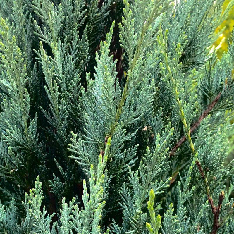 Genévrier de Virginie 'Blue Arrow' (Juniperus scopulorum 'Blue Arrow') - Godet 9cm - Pépinières Naudet - Imagen 1