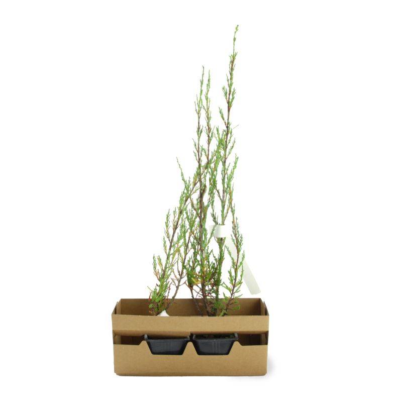 Genévrier de Virginie 'Blue Arrow' (Juniperus scopulorum 'Blue Arrow') - Godet 9cm - Pépinières Naudet - Imagen 3