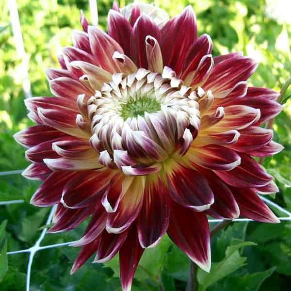 Dahlia décoratif Akita Bulbe calibre I