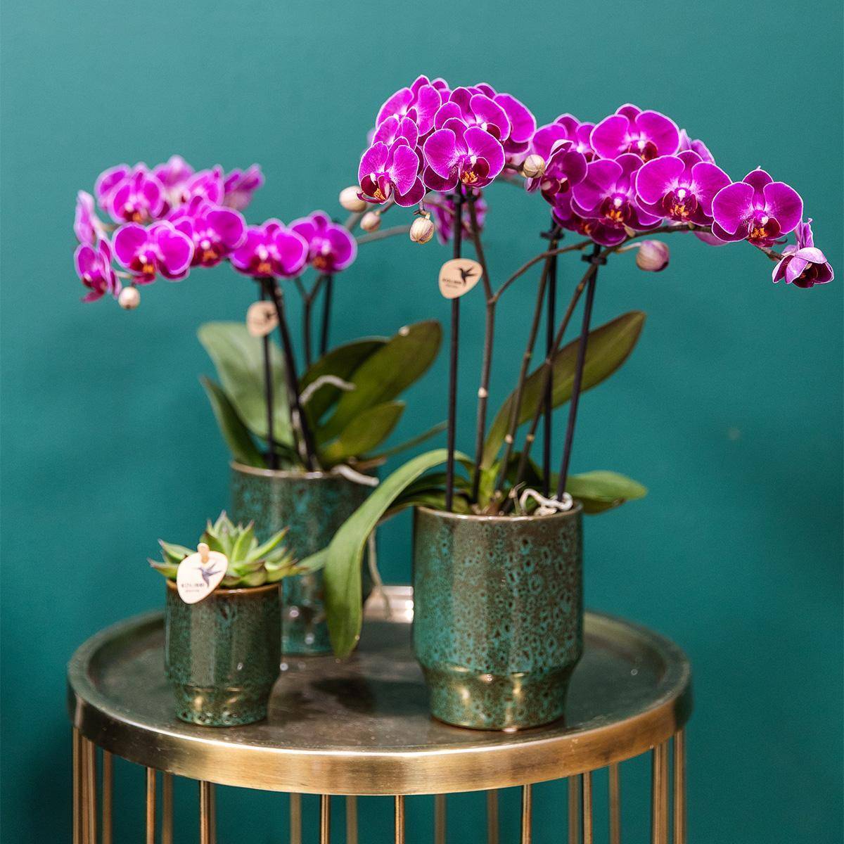 Pot décoratif en céramique vert élégant- La Green Touch - Imagen 2