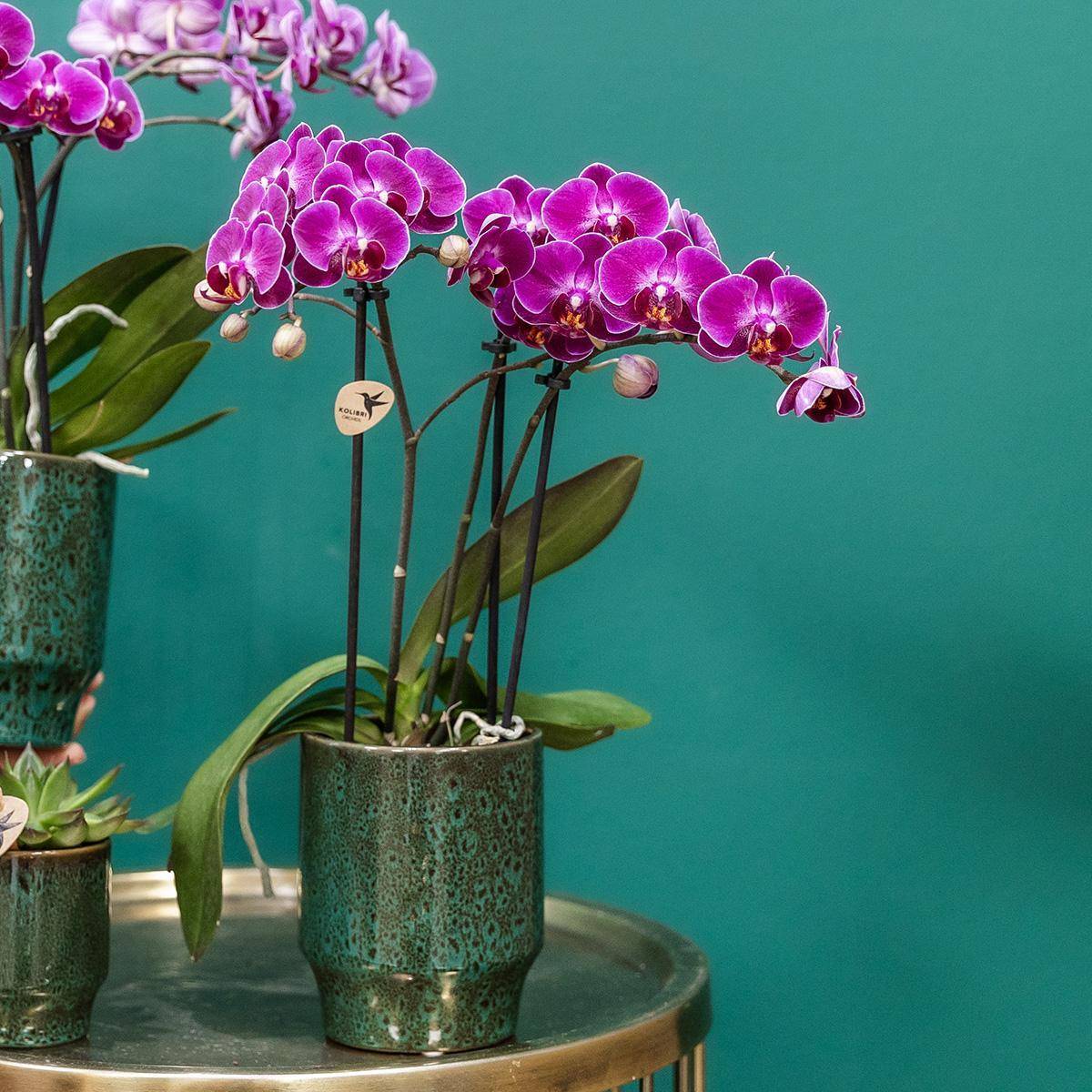 Pot décoratif en céramique vert élégant- La Green Touch - Imagen 4