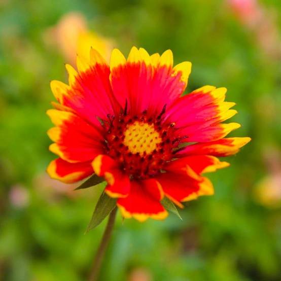 3 Gaillardes 'Dazzler' (Gaillardia 'Dazzler') - Lot de 3 vivaces - Pépinières Naudet - Image 1