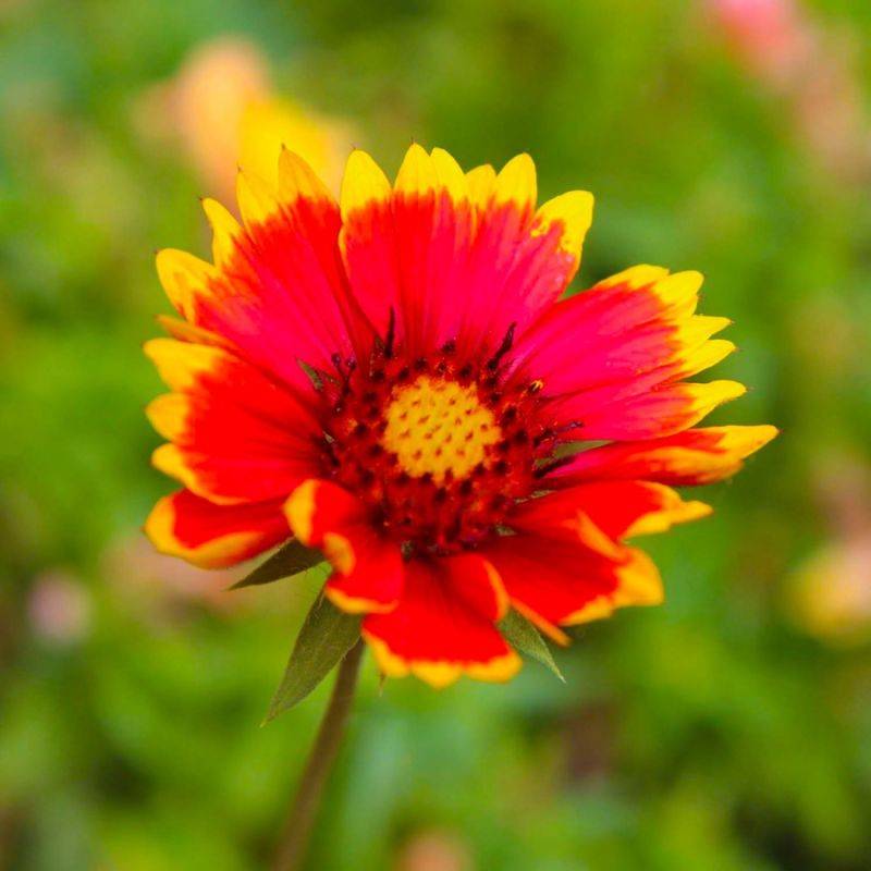 3 Gaillardes 'Dazzler' (Gaillardia 'Dazzler') - Lot de 3 vivaces - Pépinières Naudet - Imagen 1