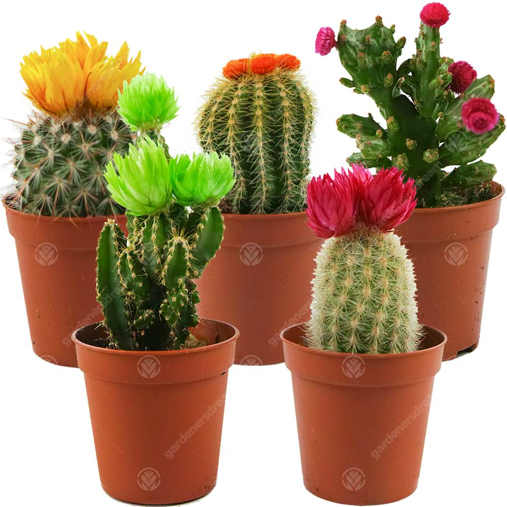 Gardenersdream - Assortiment Mini Cactus Disco Plante D'Intérieur En Pot 5,5 Cm Petit Cadeau Pour Maison / Bureau (Lot De 5) - GardenersDream - Imagen 1