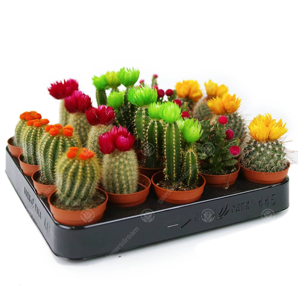 Gardenersdream - Assortiment Mini Cactus Disco Plante D'Intérieur En Pot 5,5 Cm Petit Cadeau Pour Maison / Bureau (Lot De 5) - GardenersDream - Imagen 2