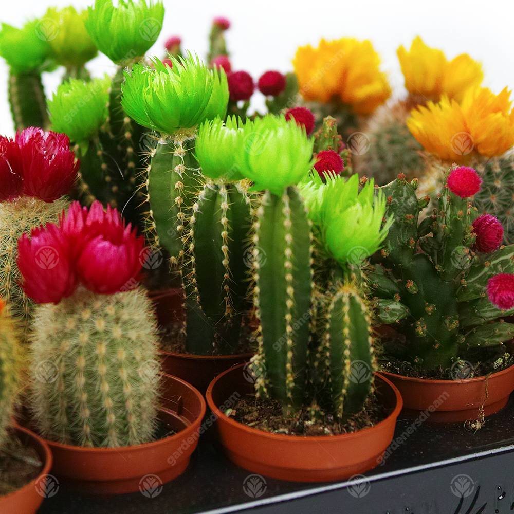 Gardenersdream - Assortiment Mini Cactus Disco Plante D'Intérieur En Pot 5,5 Cm Petit Cadeau Pour Maison / Bureau (Lot De 5) - GardenersDream - Imagen 3