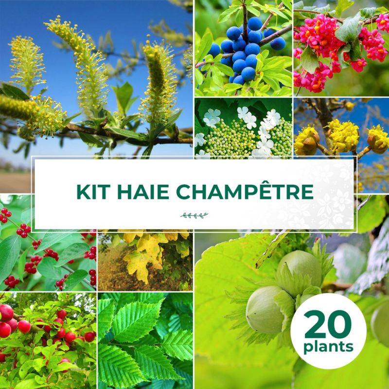 Haie Champêtre - 20 arbustes -  - Pépinières Naudet - Imagen 1