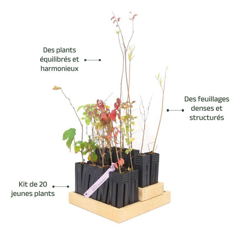 Haie Champêtre - 20 arbustes -  - Pépinières Naudet - Imagen 4