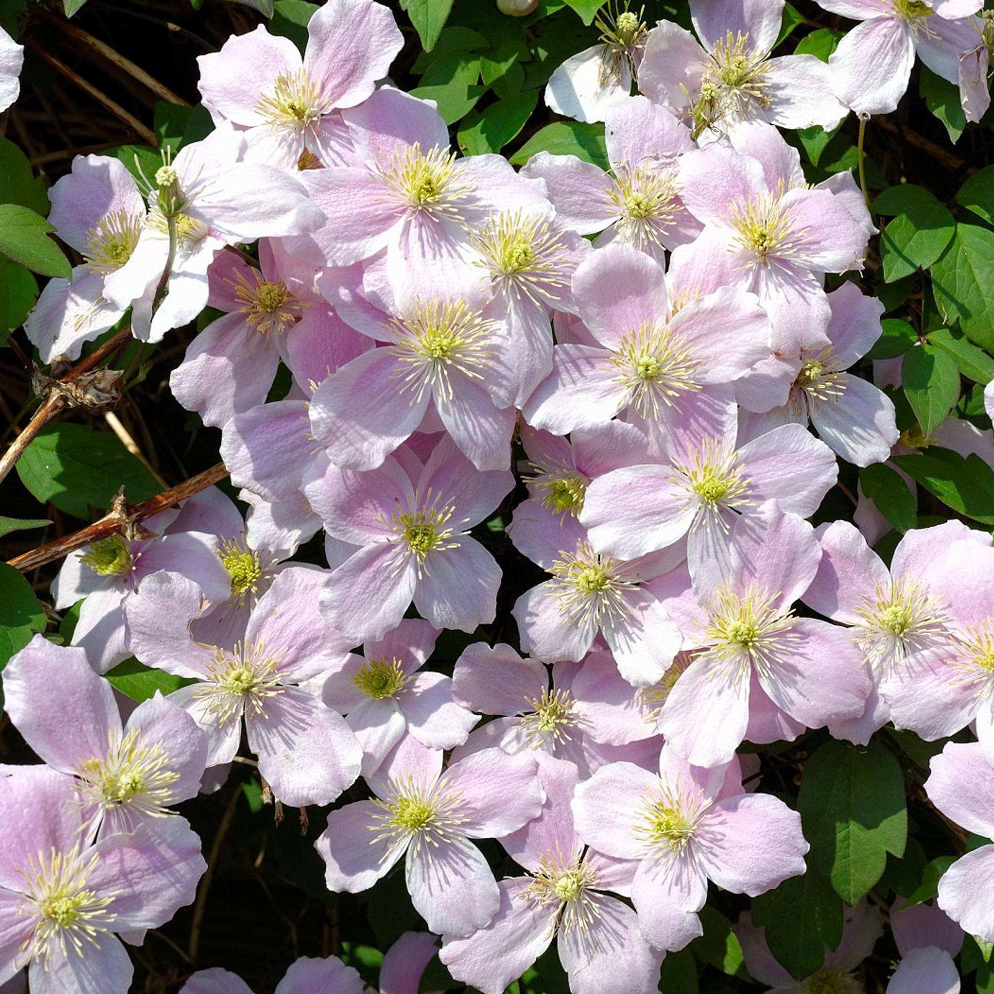 Gardenersdream - Clématite Montana arbuste grimpant à feuilles caduques et fleurs parfumées - GardenersDream - Imagen 3