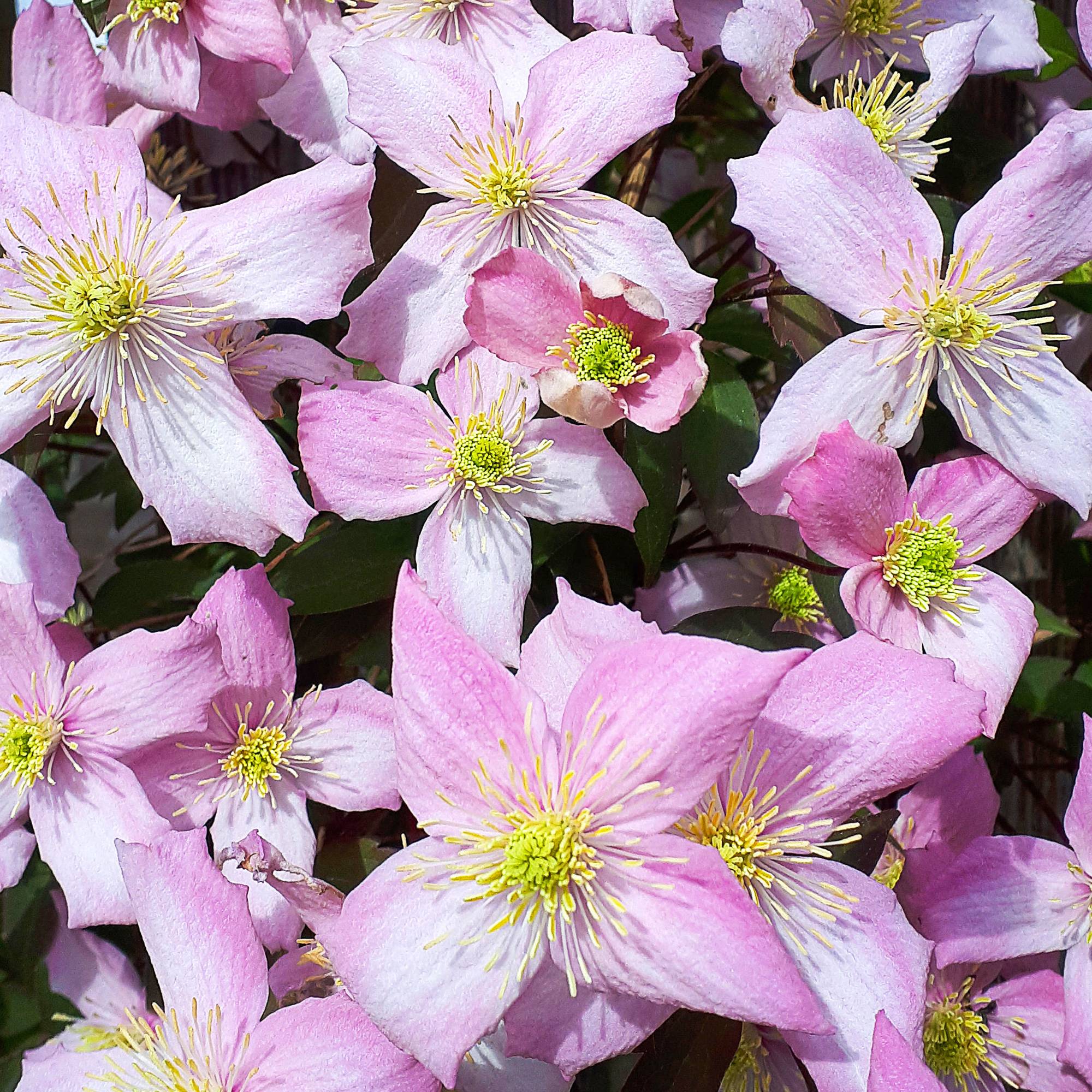 Gardenersdream - Clématite Montana arbuste grimpant à feuilles caduques et fleurs parfumées - GardenersDream - Imagen 1