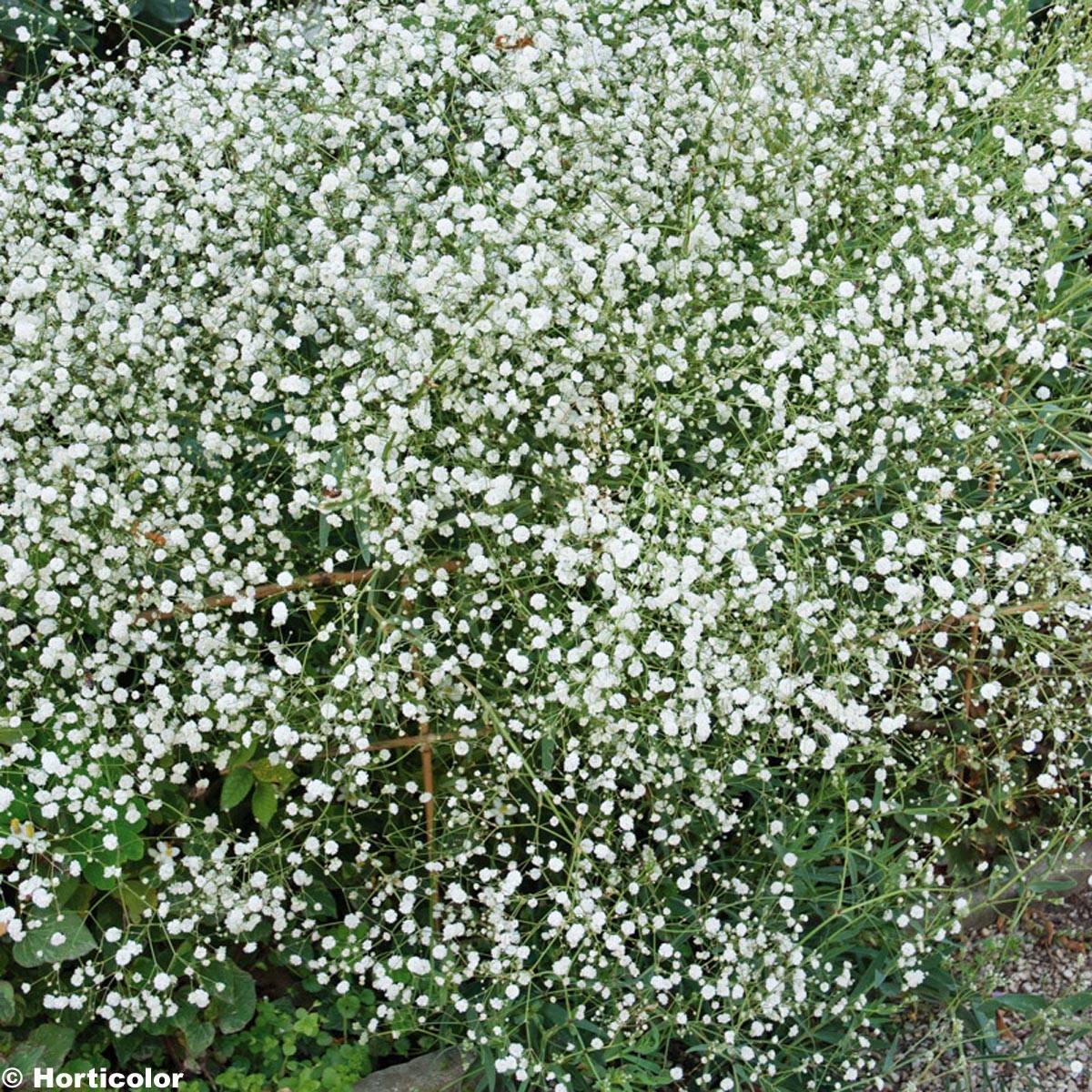 Promesse de Fleurs - Gypsophila paniculata Bristol Fairy - Gypsophile paniculé Godet de 8/9 cm