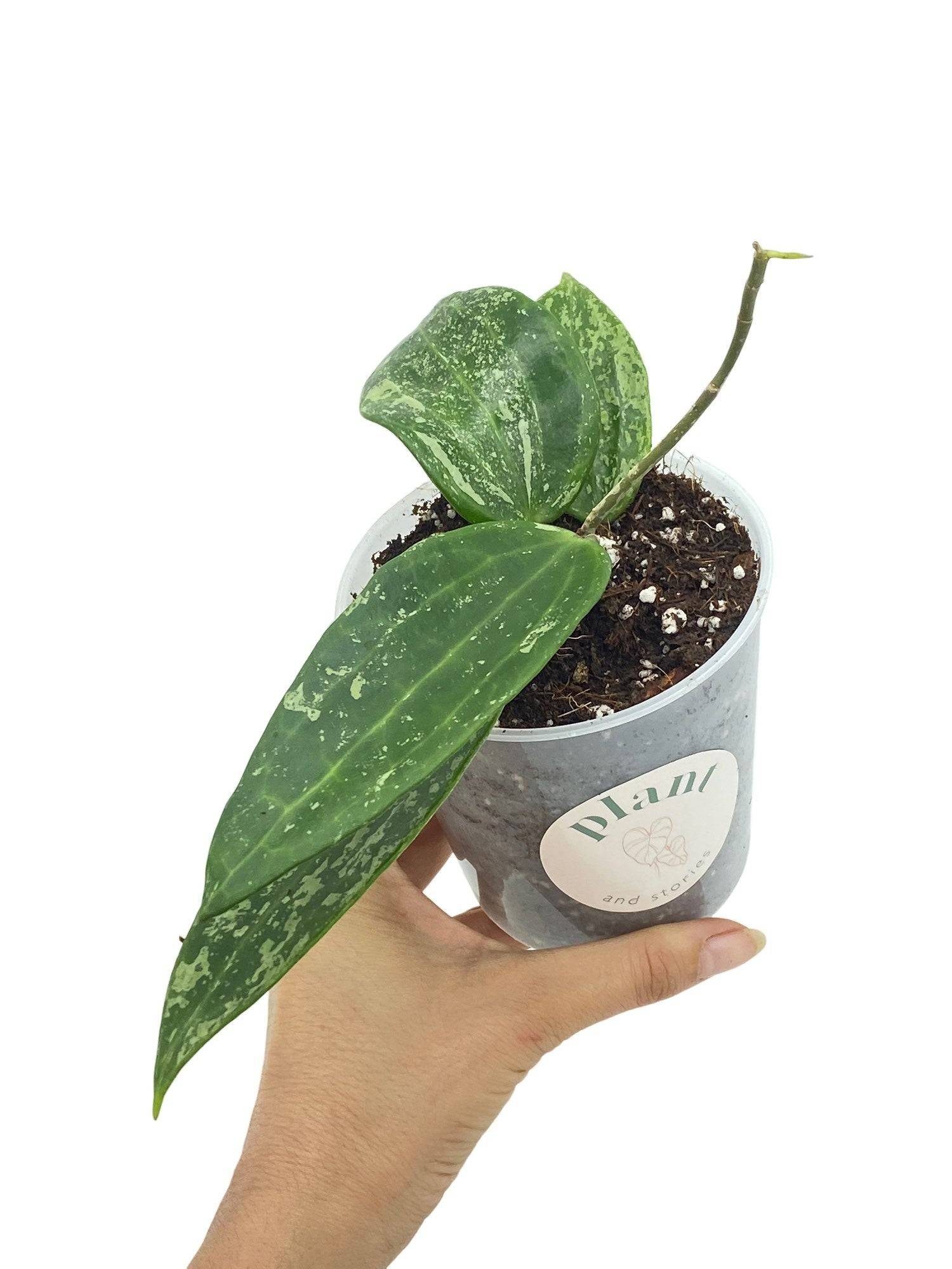 Hoya Rangsan - Pot de 9cm - Plantes d'intérieur