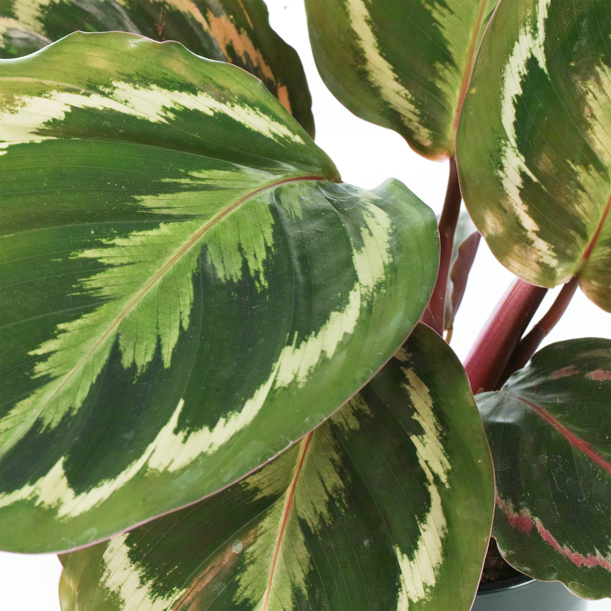 Gardenersdream - Calathea Médaillon | Plante D'Intérieur En Pot Pour La Maison Ou Le Bureau - GardenersDream - Imagen 2