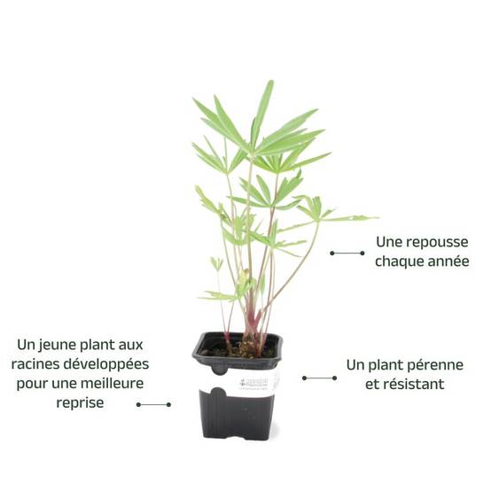3 Lupins 'The Governor' (Lupinus 'The Governor') - Lot de 3 vivaces - Pépinières Naudet - Image 3