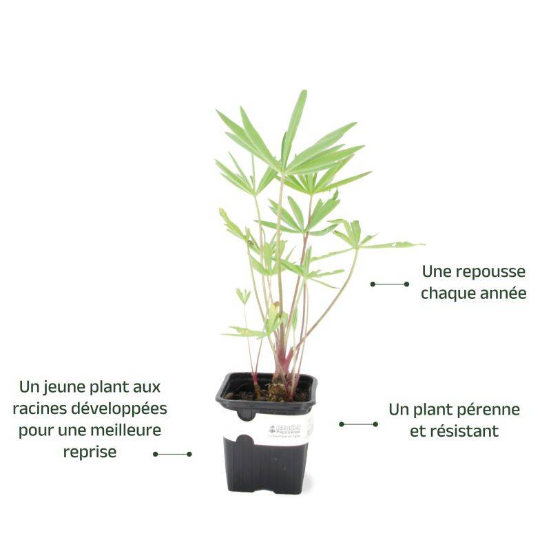 3 Lupins 'The Governor' (Lupinus 'The Governor') - Lot de 3 vivaces - Pépinières Naudet - Imagen 3