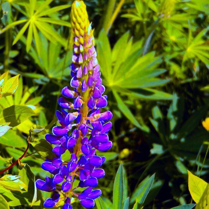3 Lupins 'The Governor' (Lupinus 'The Governor') - Lot de 3 vivaces - Pépinières Naudet - Imagen 1
