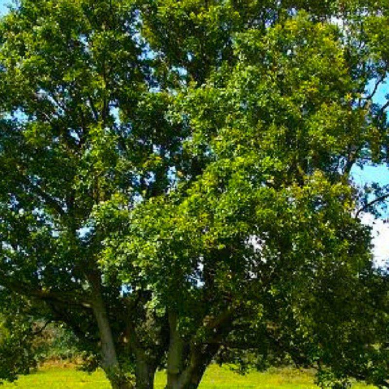 Chêne pédondulé (Quercus robur) - Godet - Taille 20/40cm - Pépinières Naudet - Image 1