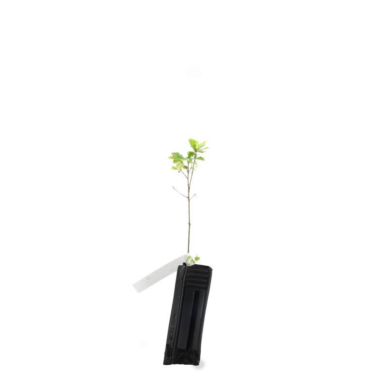 Chêne pédondulé (Quercus robur) - Godet - Taille 20/40cm - Pépinières Naudet - Image 3