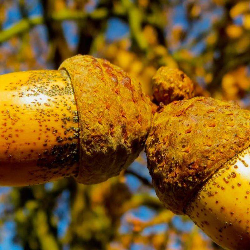 Chêne pédondulé (Quercus robur) - Godet - Taille 20/40cm - Pépinières Naudet - Image 2