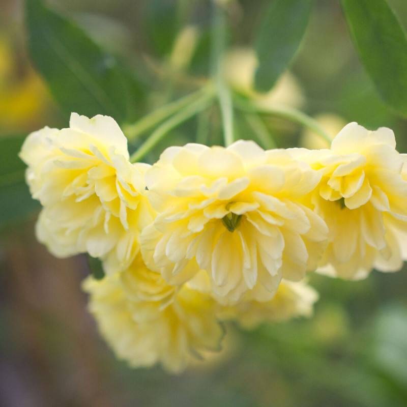 Rosier liane Banksiae Lutea à fleurs Jaune - feuillage Caduc - port grimpantPot de 3L - Echelle bambou 60/120 cm - hauteur à maturité 5.00